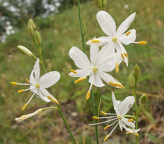 Anthericum ramosum